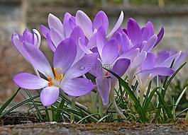 藏紅花,花,春天