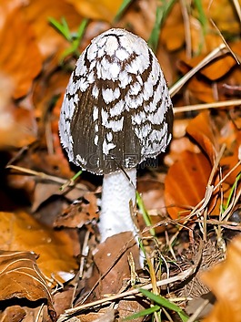 蘑菇,性質(zhì),森林