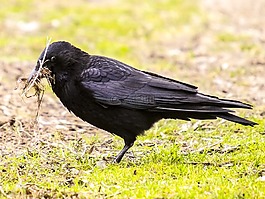 腐尸烏鴉,烏鴉,鳥