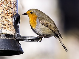 羅賓,鳴鳥,鳥