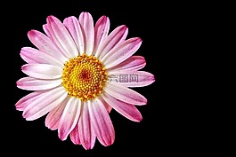 開(kāi)花,春天,廠