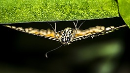 蝴蝶,昆蟲,性質(zhì)