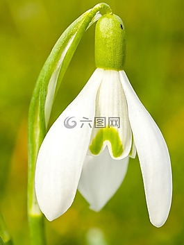斯诺德罗普,花,开花