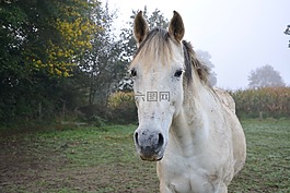馬,國內(nèi)動物,騎馬