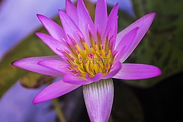 蓮花,水百合,密切的蓮花