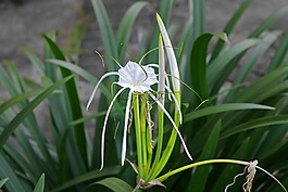 自然,植物區(qū)系,葉