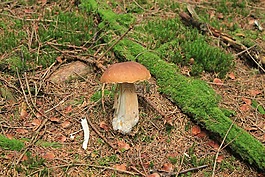 蘑菇,亂拋垃圾,苔蘚