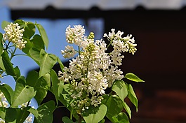 春天,美容,性質(zhì)
