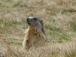 annimaux,野生動物,性質(zhì)