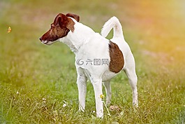 狗,小獵犬,寵物