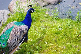 孔雀,鳥,公園