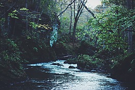 树,水,湖