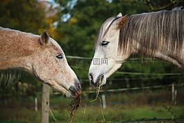 馬,模具,純種阿拉伯
