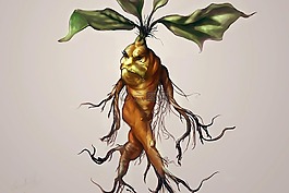 曼德拉,植物,根