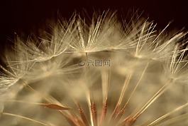 蒲公英,宏,前景色