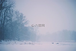 鹿,動物,路口