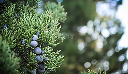 藍莓,水果,食品