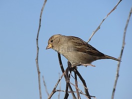 麻雀,鳥(niǎo),樹(shù)