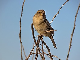 麻雀,鳥(niǎo),尋找