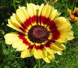 花,黃色,夏天