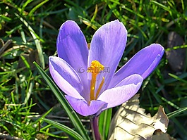 藏紅花,開花,花