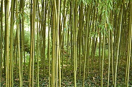 颜色,绿色,竹