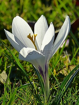 藏紅花,開花,花