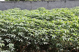 木薯,城市農(nóng)業(yè),農(nóng)村