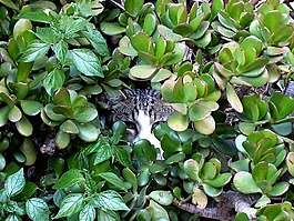 貓,貓臉,natureworld