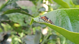 昆虫,bichito,宏