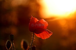 罌粟,紅色,日落