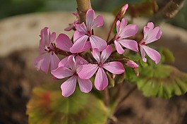 玫瑰,紫丁香,蘭花