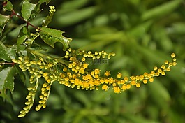 鮮花,黃色,葉