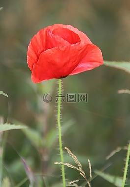 罌粟,紅色,日落