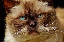 英国短毛猫,猫,mieze