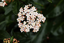 skimme,鮮花,白