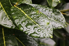葉子,一滴水,結(jié)構(gòu)