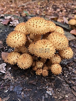 性質(zhì),秋季,林