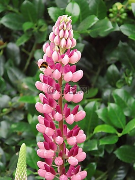 花,鮮花,廠