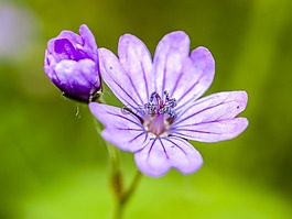 花,厂,克内斯比尔
