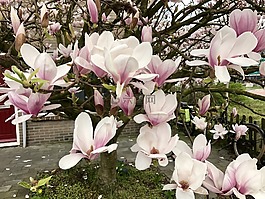 玉蘭,花園,綻放