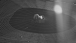 昆蟲,web,蟲族