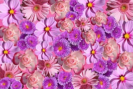 鮮花,開花,性質(zhì)