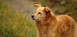 動物,狗,可以