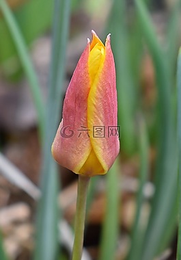 物種的郁金香,郁金香,花