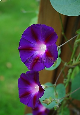 花,蓝色的风,紫