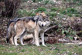 狼,墨西哥狼,野生動物