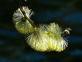 褪色柳,棕櫚小貓,春天