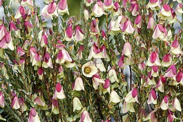 qualup鐘,pimelea physodes,pimelea
