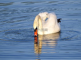 天鵝,疣鼻天鵝,鳥